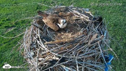City of Loveland Ospreys Live Cam - May 28, 2026, 6:52pm MDT