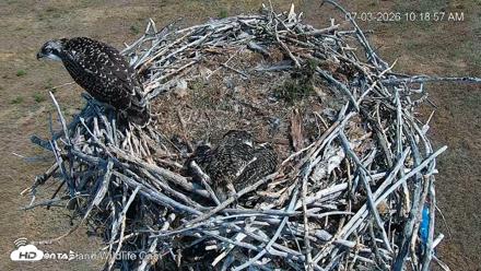 City of Loveland Ospreys Live Cam - Jul 3, 2026, 10:19am MDT