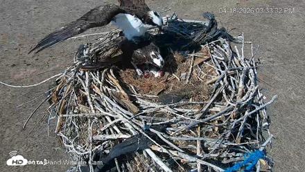 City of Loveland Ospreys Live Cam - Apr 18, 2026, 3:35pm MDT