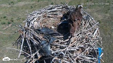 City of Loveland Ospreys Live Cam - Jun 13, 2026, 10:22am MDT