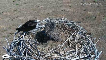 City of Loveland Ospreys Live Cam - Jul 18, 2026, 9:50am MDT