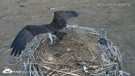 City of Loveland Ospreys Live Cam - Aug 12, 2026, 3:26pm MDT