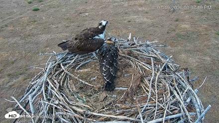 City of Loveland Ospreys Live Cam - Jul 19, 2026, 3:38pm MDT