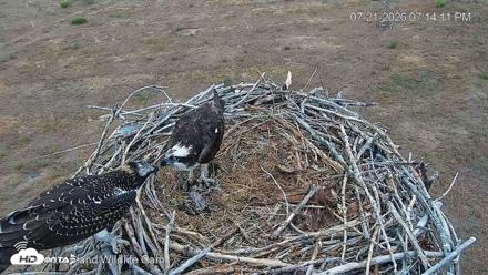City of Loveland Ospreys Live Cam - Jul 21, 2026, 7:14pm MDT