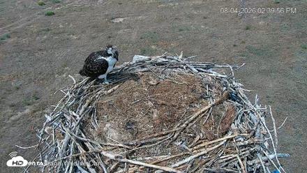 City of Loveland Ospreys Live Cam - Aug 4, 2026, 2:40pm MDT