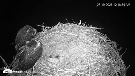 City of Loveland Ospreys Live Cam - Jul 19, 2026, 12:19am MDT