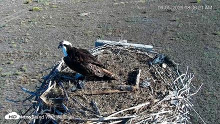 City of Loveland Ospreys Live Cam - Sep 5, 2026, 8:39am MDT