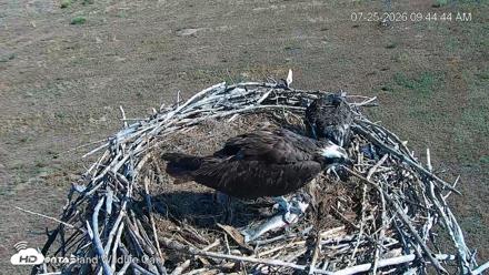 City of Loveland Ospreys Live Cam - Jul 25, 2026, 9:45am MDT