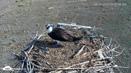 City of Loveland Ospreys Live Cam - Aug 24, 2026, 9:06am MDT