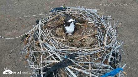 City of Loveland Ospreys Live Cam - Apr 12, 2026, 2:59pm MDT