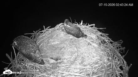 City of Loveland Ospreys Live Cam - Jul 15, 2026, 2:44am MDT