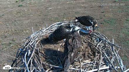 City of Loveland Ospreys Live Cam - Jul 25, 2026, 9:02am MDT