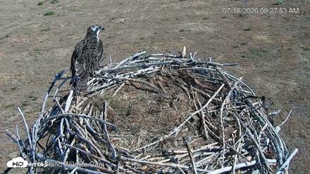 City of Loveland Ospreys Live Cam - Jul 18, 2026, 9:28am MDT