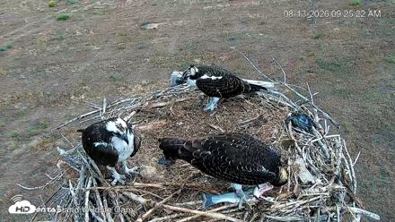City of Loveland Ospreys Live Cam - Aug 13, 2026, 9:29am MDT