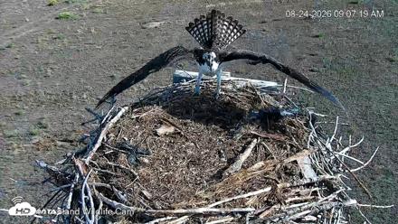 City of Loveland Ospreys Live Cam - Aug 24, 2026, 9:09am MDT