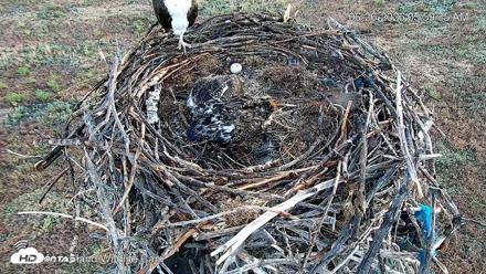 City of Loveland Ospreys Live Cam - Jun 26, 2026, 6:01am MDT