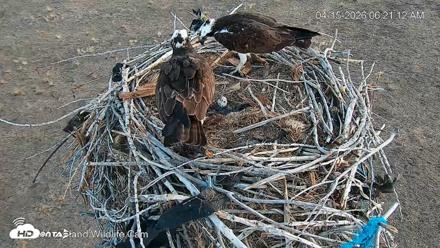 City of Loveland Ospreys Live Cam - Apr 15, 2026, 6:22am MDT
