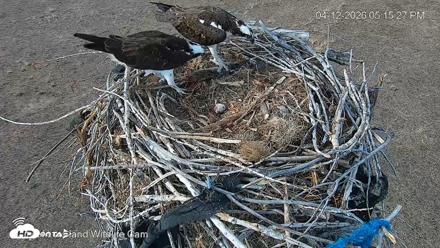 City of Loveland Ospreys Live Cam - Apr 12, 2026, 5:16pm MDT