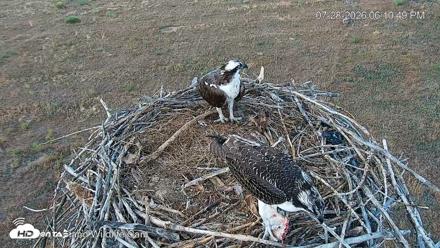 City of Loveland Ospreys Live Cam - Jul 28, 2026, 6:11pm MDT