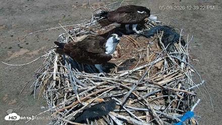 City of Loveland Ospreys Live Cam - May 9, 2026, 12:40pm MDT