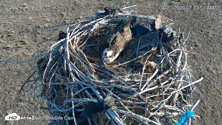 City of Loveland Ospreys Live Cam - Apr 23, 2026, 7:14am MDT