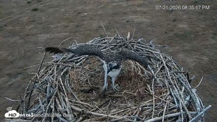 City of Loveland Ospreys Live Cam - Jul 21, 2026, 8:36pm MDT