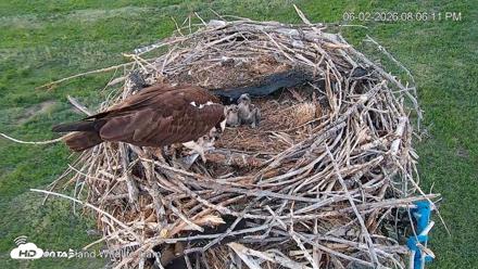 City of Loveland Ospreys Live Cam - Jun 2, 2026, 8:07pm MDT