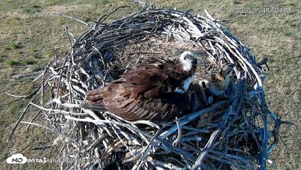 City of Loveland Ospreys Live Cam - Jun 20, 2026, 5:50pm MDT