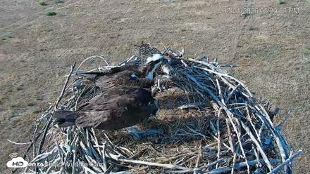 City of Loveland Ospreys Live Cam - Jul 21, 2026, 5:31pm MDT