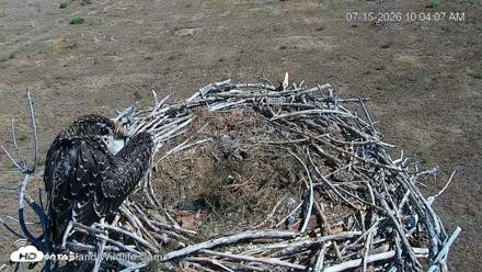 City of Loveland Ospreys Live Cam - Jul 15, 2026, 10:05am MDT