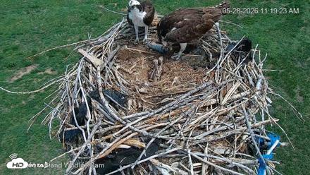 City of Loveland Ospreys Live Cam - May 28, 2026, 11:20am MDT