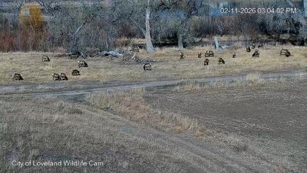 City of Loveland Ospreys Live Cam - Feb 11, 2026, 3:04pm MST