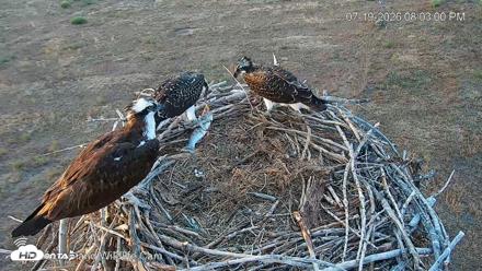 City of Loveland Ospreys Live Cam - Jul 19, 2026, 8:03pm MDT