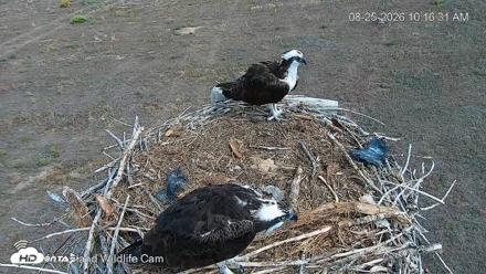 City of Loveland Ospreys Live Cam - Aug 25, 2026, 10:17am MDT