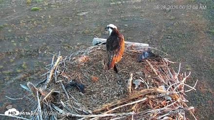 City of Loveland Ospreys Live Cam - Aug 28, 2026, 6:35am MDT