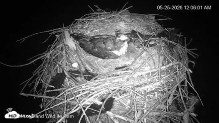 City of Loveland Ospreys Live Cam - May 25, 2026, 12:07am MDT