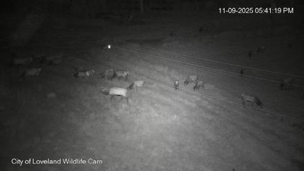 City of Loveland Ospreys Live Cam - Nov 9, 2025, 5:42pm MST