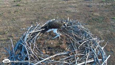 City of Loveland Ospreys Live Cam - Jul 16, 2026, 6:57am MDT