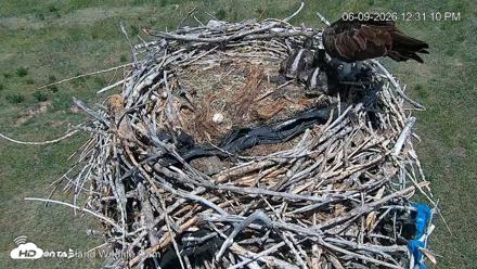 City of Loveland Ospreys Live Cam - Jun 9, 2026, 12:31pm MDT