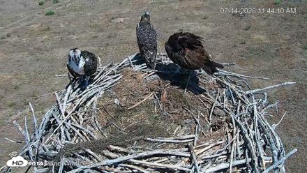 City of Loveland Ospreys Live Cam - Jul 14, 2026, 11:44am MDT