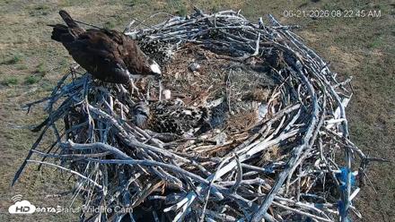 City of Loveland Ospreys Live Cam - Jun 21, 2026, 8:23am MDT