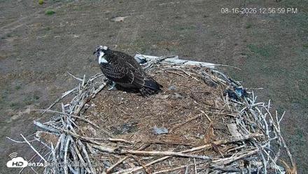 City of Loveland Ospreys Live Cam - Aug 16, 2026, 12:57pm MDT
