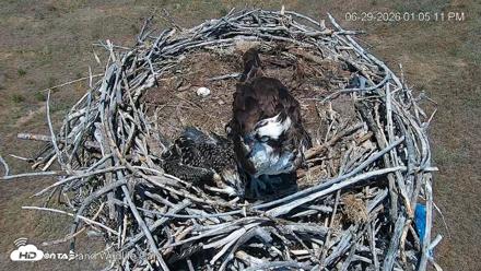 City of Loveland Ospreys Live Cam - Jun 29, 2026, 1:05pm MDT
