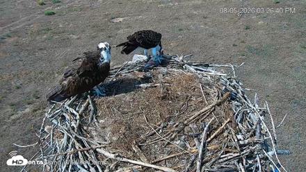 City of Loveland Ospreys Live Cam - Aug 5, 2026, 3:27pm MDT