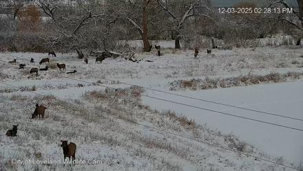 City of Loveland Ospreys Live Cam - Dec 3, 2025, 2:29pm MST