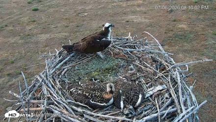 City of Loveland Ospreys Live Cam - Jul 6, 2026, 8:10pm MDT