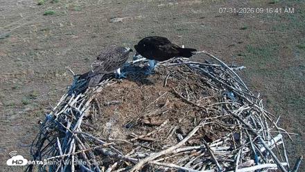 City of Loveland Ospreys Live Cam - Jul 31, 2026, 9:17am MDT