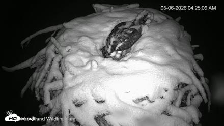 City of Loveland Ospreys Live Cam - May 6, 2026, 4:26am MDT
