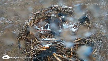 City of Loveland Ospreys Live Cam - May 5, 2026, 3:50pm MDT