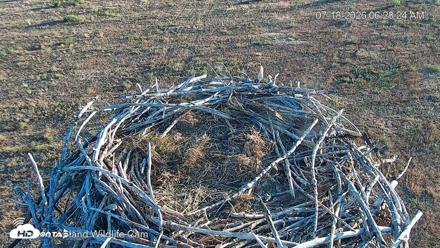 City of Loveland Ospreys Live Cam - Jul 18, 2026, 6:35am MDT